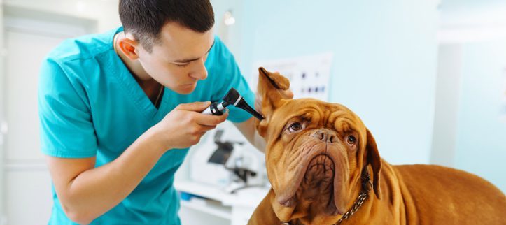 A vet checking the hearing of a dog.